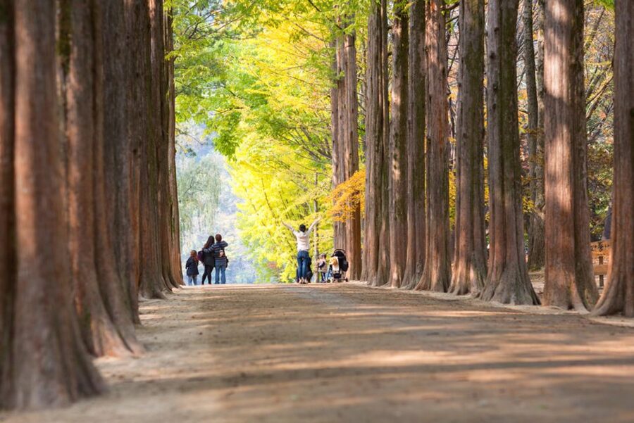 Seoul: Nami Island, Garden and Petite France (opt. Railbike) - Should you book this Nami Island, Garden, and Petite France tour?