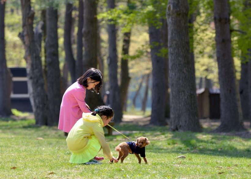 Seoul: Nami Island & Petite France Tour with Railbike Option - Nami Island: tree-lined calm and drama filming nostalgia