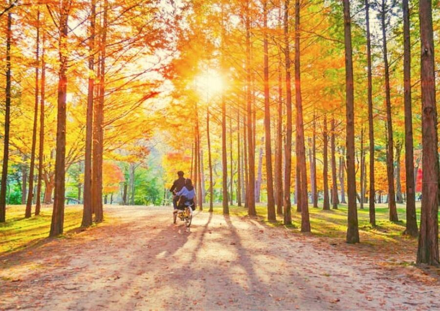 Seoul: Nami, Petite France, Italian Village, Railbike Option - Gangchon Rail Park and the Bukhan River rail bike option