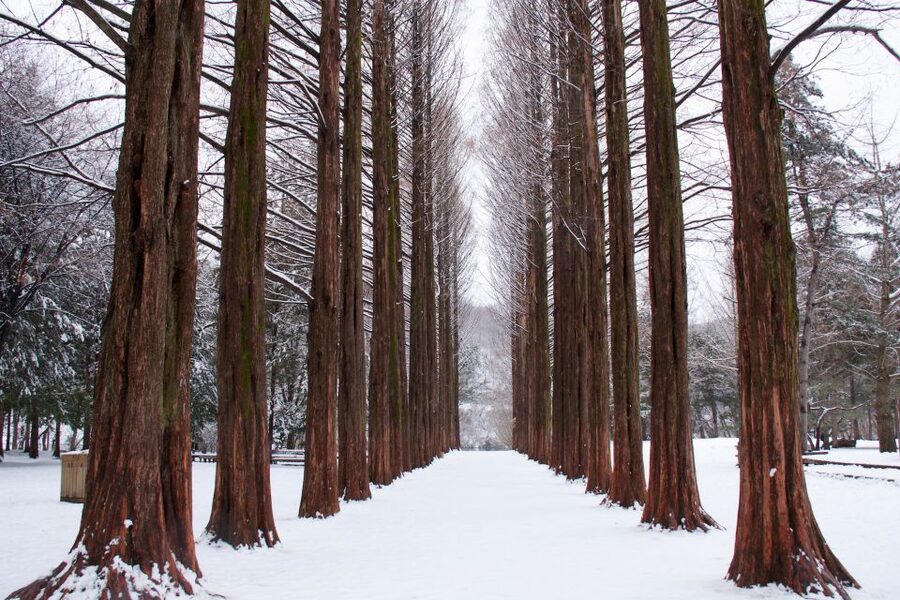 Seoul: Private Customizable Tour to Nami Island and More - Petite France in Gapyeong: French village photos with a Korean twist