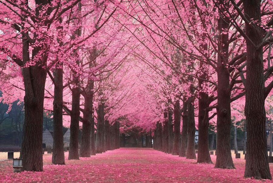 Seoul: Private Customizable Tour to Nami Island and More - Garden of Morning Calm: themed gardens for a slower, calmer pace