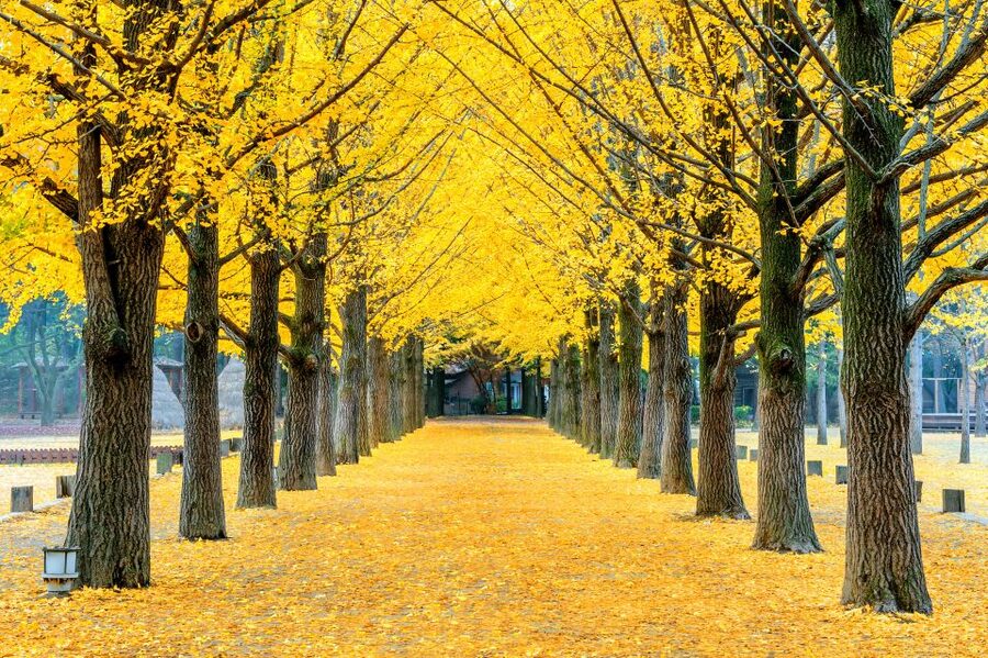 Seoul: Private Customizable Tour to Nami Island and More - Price and value: $470 per group up to 5 people