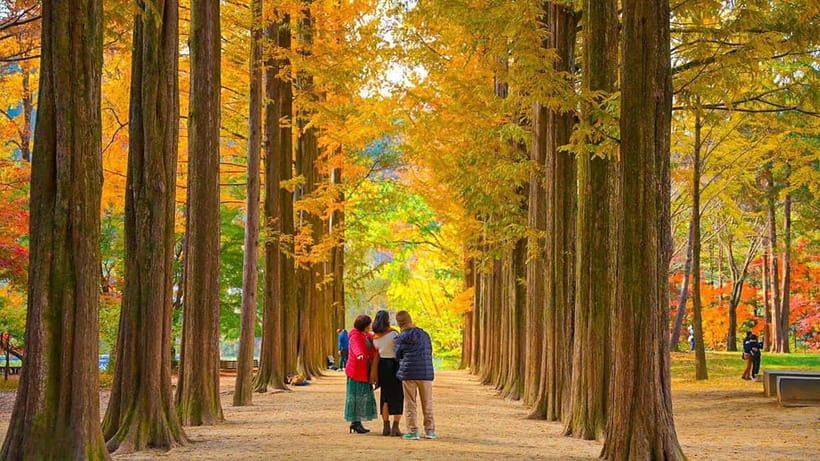 Seoul: Private Tour to Nami Island, Garden, Petite France - Petite France: Little Prince color without the hassle
