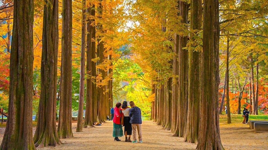 Seoul: Private Tour to Nami Island, Garden, Petite France - How the 10-hour timing usually feels from Seoul