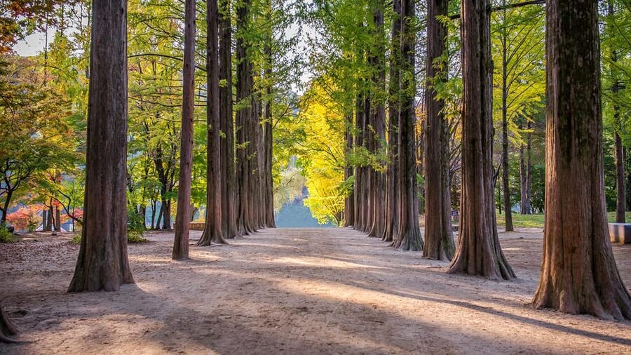 Seoul: Private Tour to Nami Island, Garden, Petite France - Guide and comfort: the details that make it smooth