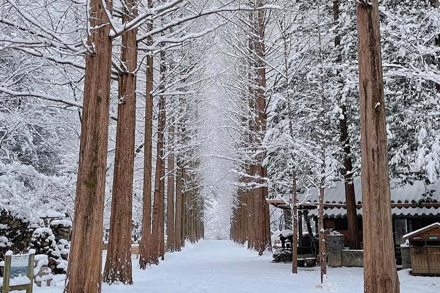 Seoul: Seorak Mountain+Nami Island+Eobi Ice Valley Tour - Nami Island Snow Walks and the Ferry Breeze
