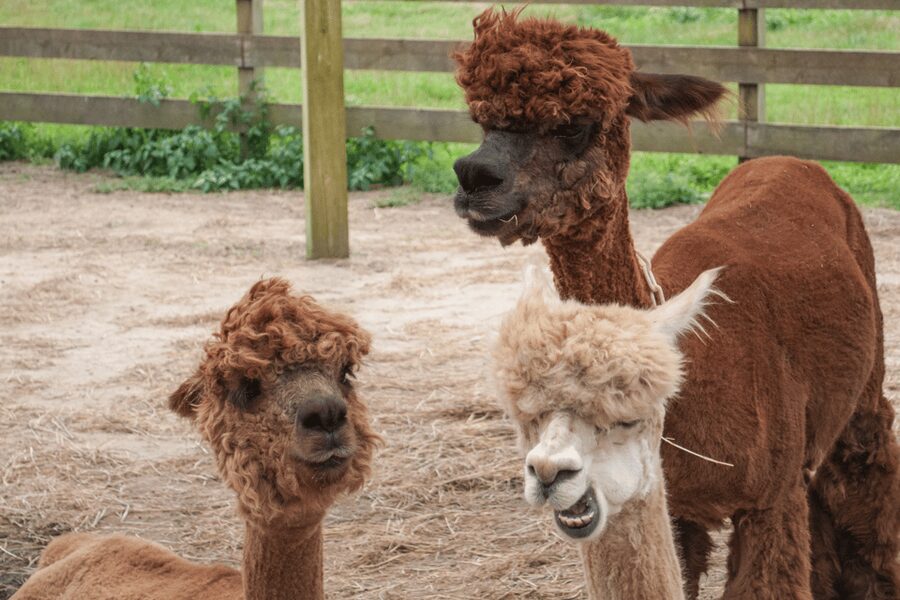 Seoul: SnowyLand in Vivaldi Park with Nami or Alpaca - Alpaca World option: fluffy animals and a calmer pace