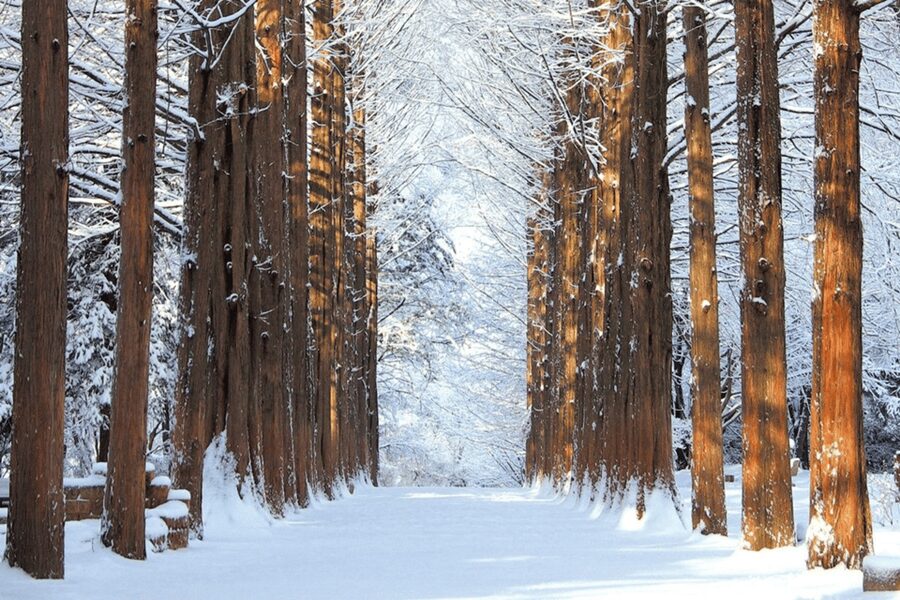 Seoul: SnowyLand in Vivaldi Park with Nami or Alpaca - Nami Island option: winter riverside strolls and photo stops