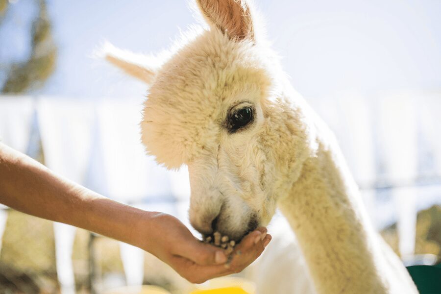 Seoul: SnowyLand in Vivaldi Park with Nami or Alpaca - The full itinerary flow: how the day stays manageable