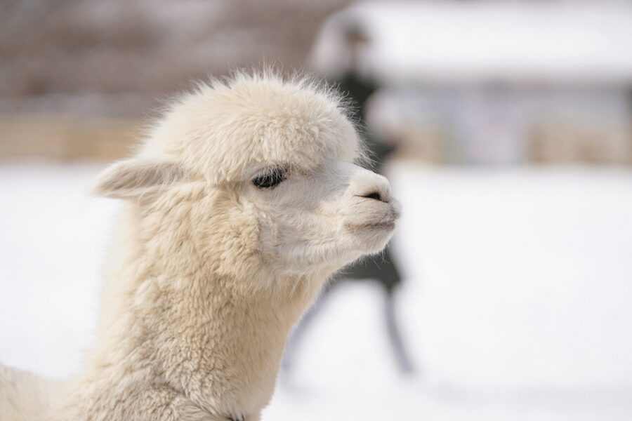 Seoul: SnowyLand in Vivaldi Park with Nami or Alpaca - Practical value for families: included gear, timing, and what to bring