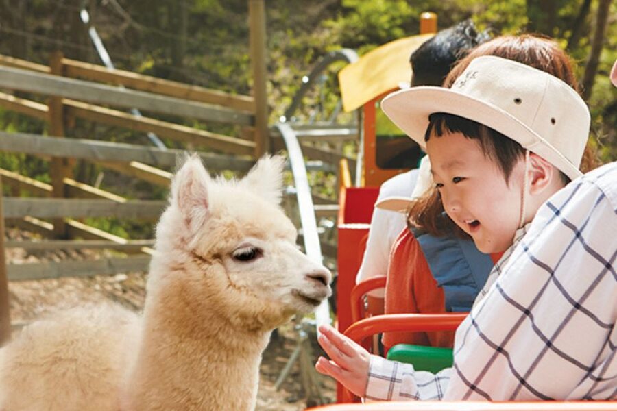 Seoul: The Painter Show with Nami Island - Should you book this Seoul day tour?