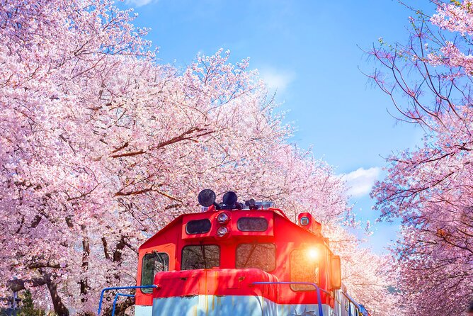 Seoul to Jinhae Cherry Blossom Festival (With Busan Drop-off) - Cherry blossoms with a clear game plan