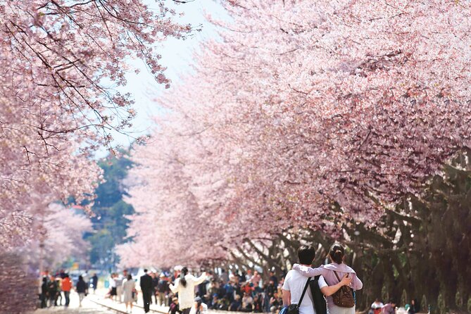 Seoul to Jinhae Cherry Blossom Festival (With Busan Drop-off) - Jinhae Gunhangje Festival: big crowds, big bloom energy