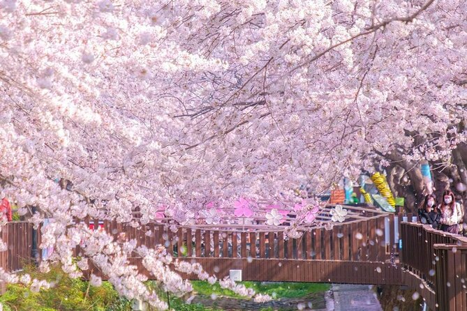 Seoul to Jinhae Cherry Blossom Festival (With Busan Drop-off) - Busan drop-off (when available): a smart add-on, not a gimmick