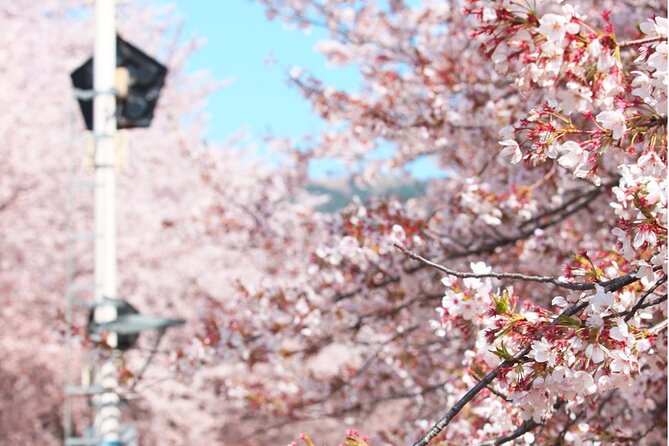 Seoul to Jinhae Cherry Blossom Festival (With Busan Drop-off) - Price and value: where $52.56 really goes