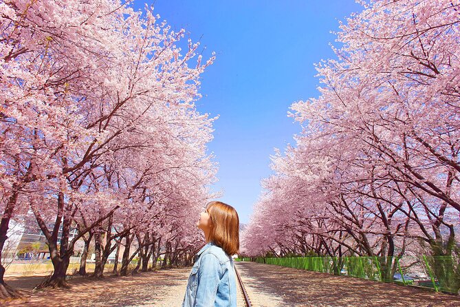 Seoul to Jinhae Cherry Blossom Festival (With Busan Drop-off) - Practical tips to make the day feel smooth