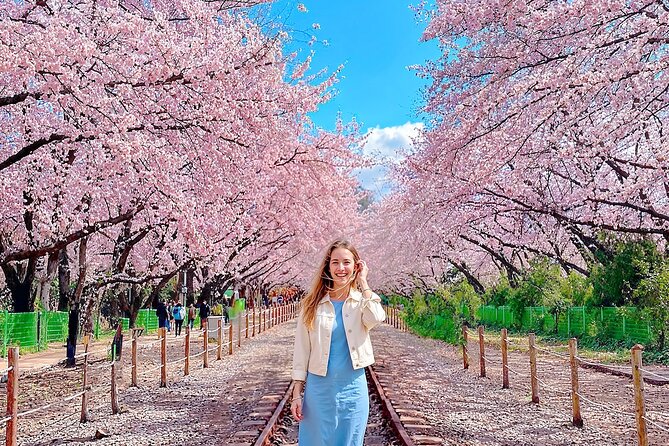 Seoul to Jinhae Cherry Blossom Festival (With Busan Drop-off) - Who should book this tour, and who should skip it