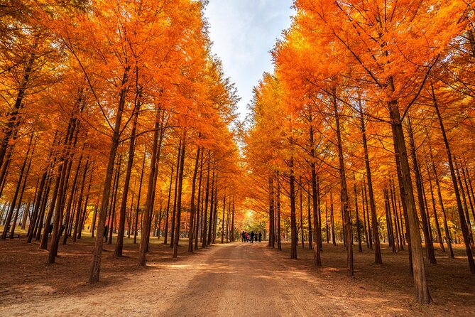 Seoul Vicinity 5 in 1: Nami Island, Garden of Morning Calm & More - Gangchon Rail Bike Park: Old Train Tracks Turned into a Shared Adventure