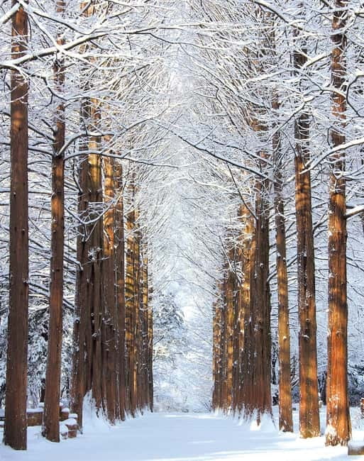 Seoul: Vivaldi Park Winter Ski with Nami Island Day Tour - How the tour day really moves: pickup, drive, and timing