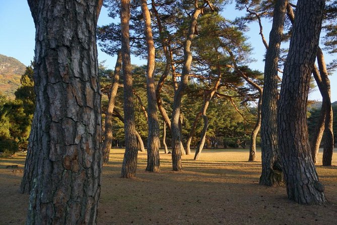 Songnisan National Park & Beopjusa Temple UNESCO site Private Tour - Forest Trail Choice: 2 Hours Easy Pace or Munjangdae 5-Hour Climb