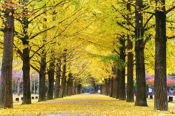 Special Private Tour Nami Island, Rail Bike, Petite France - Your 9–10 Hour Game Plan From Seoul to Nami and Back