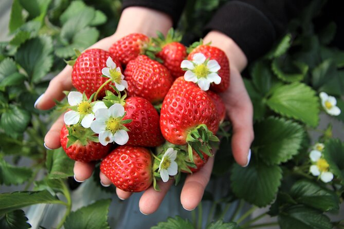 Strawberry Picking, Winter Sled with Eobi Ice Valley from Seoul - One Long Winter Day: Ice Valley, Strawberry Farm, and Snowyland Sled Hills