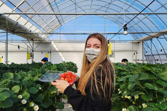 Strawberry Picking, Winter Sled with Eobi Ice Valley from Seoul - Yangsu-ri Strawberry Farm: Picking Fresh Fruit (or Making Strawberry Ice Cream)