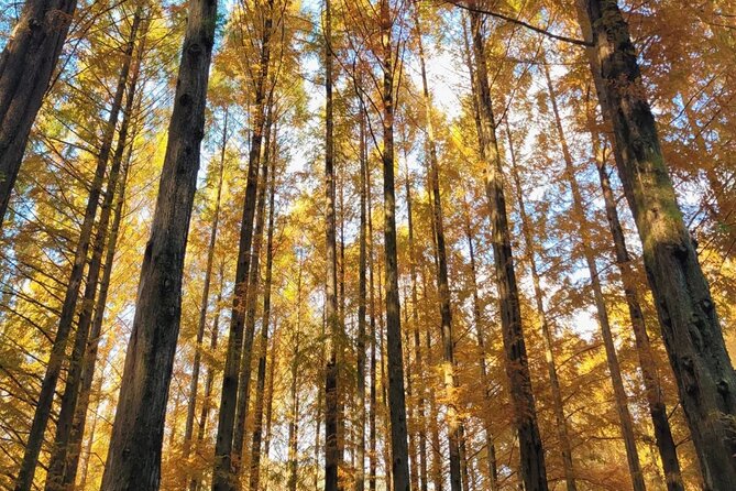 Suwon Hwaseong Fortress & Jangtaesan Full-Day Tour: Autumn Leaves - Market time at Daejeon Jungang Market: plan your snack strategy