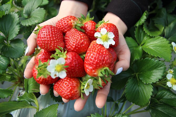 Taean Tulip Festival and Strawberry Picking Day Tour from Seoul - A Tulip-and-Strawberry Day Trip From Seoul: What You’re Really Buying