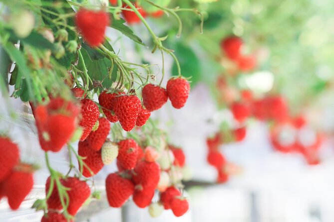 Taean Tulip Festival and Strawberry Picking Day Tour from Seoul - What the Day Feels Like: Time, Pace, and Energy Management
