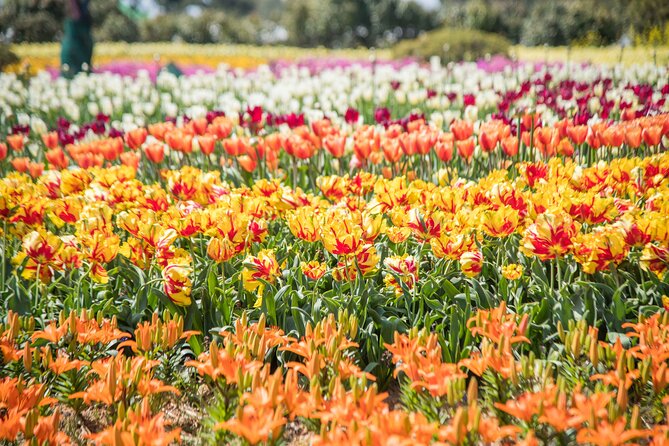 Taean Tulip Festival and Strawberry Picking Day Tour from Seoul - Getting Off the Bus and Into the Experience: A Practical Checklist