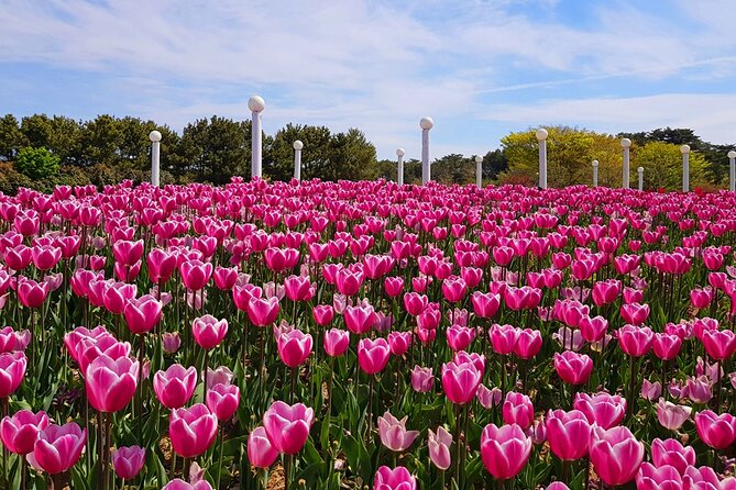 Taean Tulip Festival and Strawberry Picking Day Tour from Seoul - Taean Tulip Festival: Photo Zones, Themed Sections, and Timing Tips