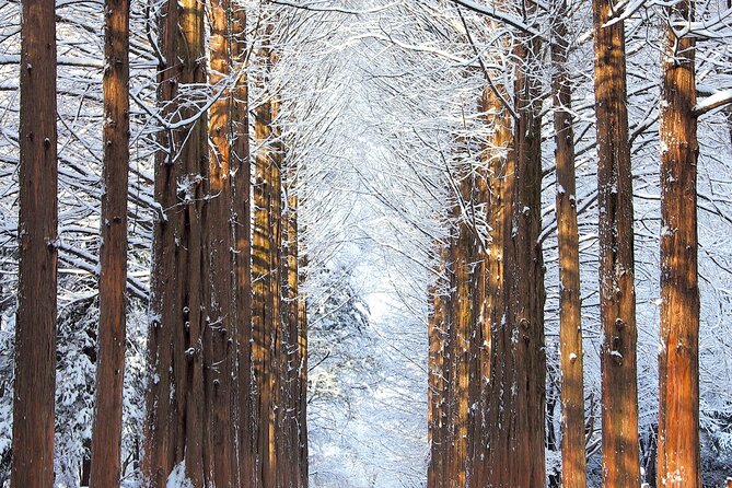 Vivaldi Park Winter Ski Resort with Nami Island Tour from Seoul - Nami Island in Winter: Slow Walks, Drama-Spot Memories, and Food Breaks