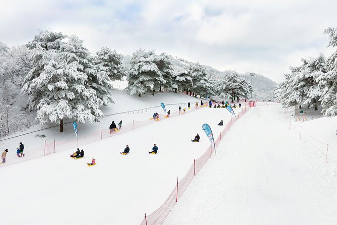 Vivaldi Park Winter Ski Resort with Nami Island Tour from Seoul - Group Size, Staff Support, and What It Feels Like Day-of